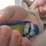 Birdnerd