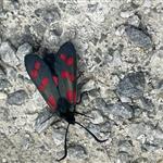 Yttersida