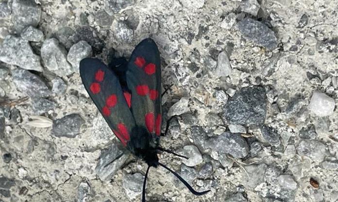 Yttersida
